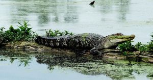 do alligators attack kayaks