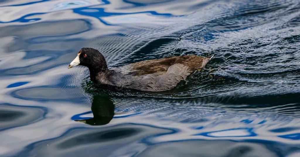 can you duck hunt from a kayak